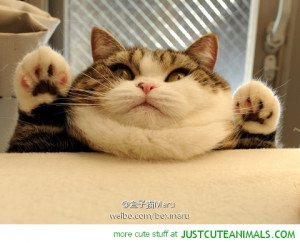 fat cat double chin japanese cute animals wild wildlife species planet ...