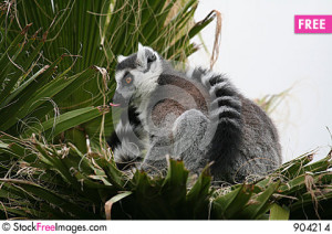 Free Funny Lemur Stock Images - 904214
