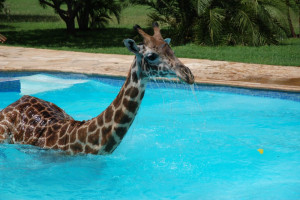 Funny giraffe playing in swimming pool, funny animals, funny giraffes ...