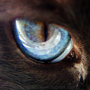 Beauty Eyes, Siamese Cats, Cats Eyes, Blue Cats, Bluest Sky, Blue Eyes ...