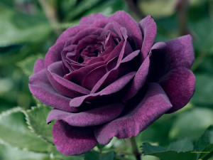 purple rose 1