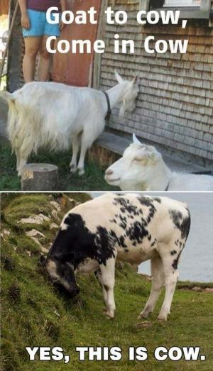 Goat to cow, come in cowYes, this is cow.