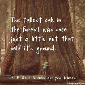 Oak vs a little nut.Oak Oak, Quotes, Mighty Oak, Ground, Tallest Oak ...