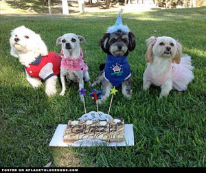 ... dog birthday party celebration!!! Happy 1st birthday, birthday boy