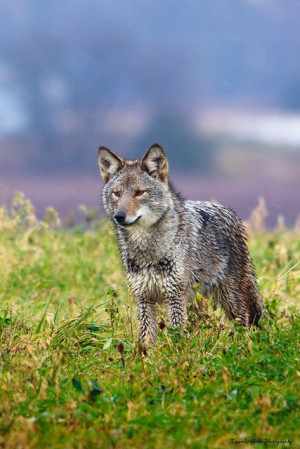 Wild Animal, Trickster Animal, Animal Baby, Cute Baby Animals, Coyotes ...