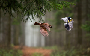 Birds In Flight