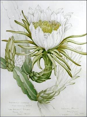 Mary GriersonBotanical Illustration, Grierson 1912 2012, Aunts Sadness ...