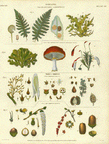 This page shows four classes of plants: 