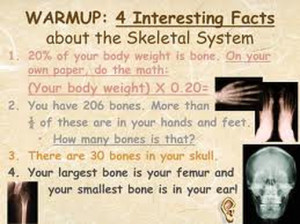 fun facts on the musculoskeletal system