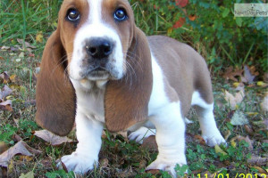 Related Pictures cute puppy of basset hound wallpaper