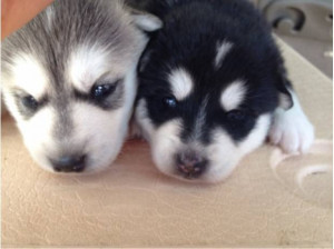 husky siberiano cachorros de ojos azules de 2 meses de criadero tengo