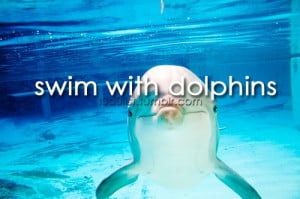 swim with dolphins | Words • Quotes • Sayings