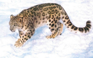 Related Pictures gepard leopard cat cats wild animal desktop 1600x1200 ...