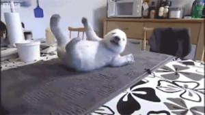 These GIFs of Animals Exercising Make Us Humans Look Lazy