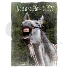 Birthday Horse Laugh Greeting Card on CafePress.com