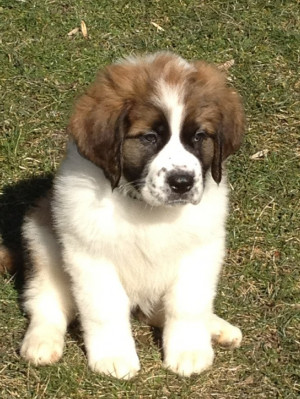 st bernard puppy at 8 weeks