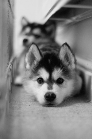 Cute Baby Huskies