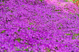 purple ground cover flowers perennial