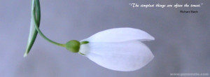 facebook cover photo white flower quote on simplicity and truth