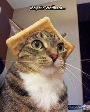 ... funny funny animals funny cat picture funny pictures humor majestic