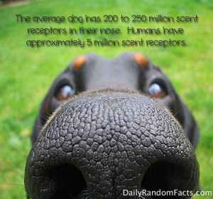 Dog Nose Fact