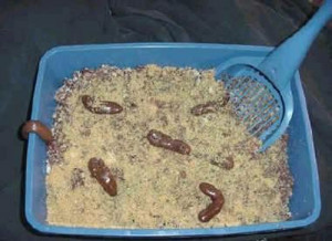 KITTY LITTER CAKE RECIPE