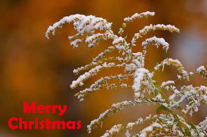 Modern Christmas Card Close Plant...