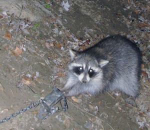 Dog Proof Coon Traps