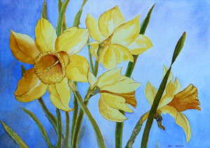 ... daffodil narcissus pseudonarcissus daffodil flower line art free clip