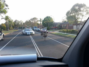 ... .. Just witnessed the local police in hot pursuit of two emus