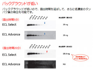 amersham ecl dualvue western blotting markers