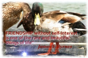 Friendship-Quotes-Friendship-without-self-interest-is-one-of-the-rare ...