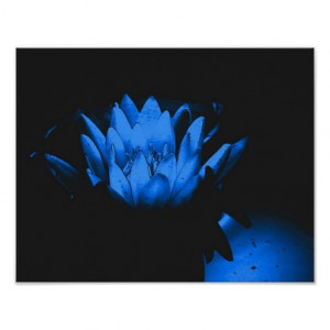 Glowing Blue Water Lily Lotus Flower Posters Glowing Blue Water Lily ...