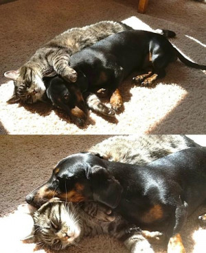 ... my cat and my dog cuddling together in the sun on a cold winter's day