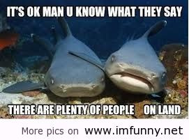 Funny sayings with sharks
