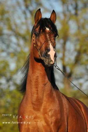 arabian horse arabian horse show western competition egyptian stallion ...