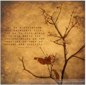 TURN, rachel carson, nature, quote, turn to nature, brown, sepia ...