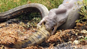 VIDEO. Un serpent avale un crocodile : impressionnant mais pas si ...