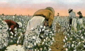Slaves Picking Cotton