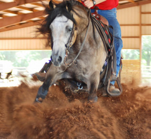 Jamie Bissell Quarter Horses, Fort Valley, Georgia. Breeding, training ...