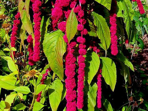 Love Lies Bleeding Amaranthus Caudatus Httpwwwsagebudcomlove picture