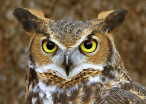 Beautiful Owl Images, Pictures, Photos, HD Wallpapers