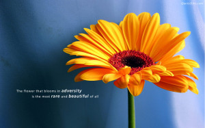 ... blooms in adversity is the most rare and beautiful of all. ~ Anonymous