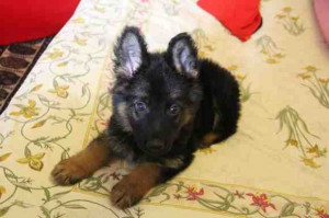 Leo Quot Fluffy Touch Where