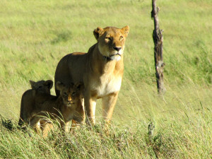Lioness And Cubs Quotes