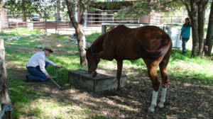 Inspirational Horse Quotes