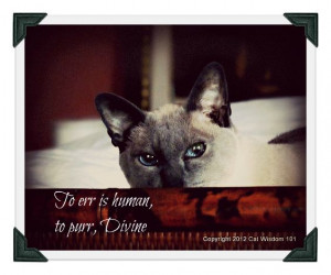 Man Cat Monday Photo Quotes