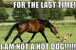 Animal Humor dog & horse funny