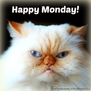 Happy Monday! ;-P #monday #cat