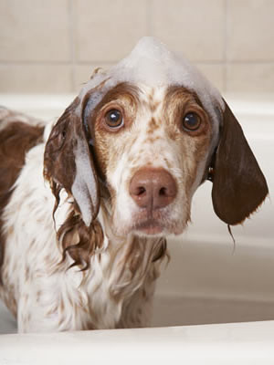 Dog Bathing is available at Tail Wag-Inn Boarding Kennel!